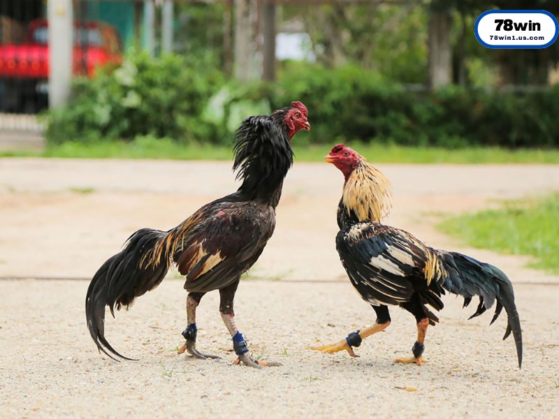 Bí Quyết Chọn Gà Mỹ Hay Từ Các Sư Kê Chuyên Nghiệp