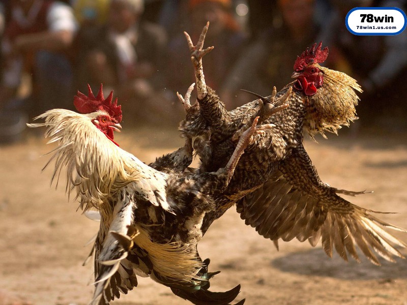 Tại Sao Đá Gà Thomo Lại Được Mệnh Danh Là Đẳng Cấp Số 1